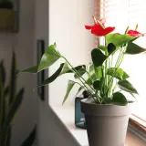 Anthurium rosso brillante su davanzale, con foglie verdi lussureggianti. Questa pianta d'appartamento può stare fuori in un luogo protetto.