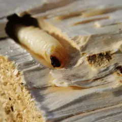 Larva di tarlo del legno, con la sua testa scura visibile, si muove in un tunnel scavato nel legno. Le dimensioni della larva sono evidenti nel confronto con il tunnel.