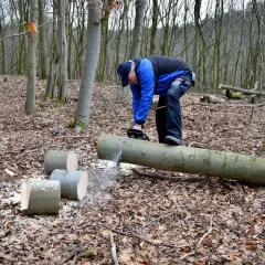 Uomo con motosega che taglia un tronco d'albero a terra, dimostrando come abbattere un albero. Tronchi tagliati e segatura sul terreno coperto di foglie.