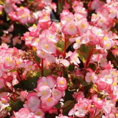 Un tripudio di fiori rosa e bianchi, con petali delicati e centri gialli. Diversi tipi di begonie creano un tappeto colorato e vivace.