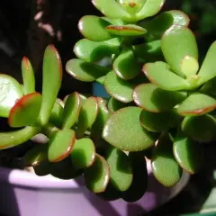Piante grasse da interno nomi: una succulenta Crassula ovata con foglie carnose verdi bordate di rosso, in vaso viola.