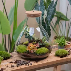 Un terrario fai da te in una grande fiasca di vetro con piante verdi, muschio e terra.