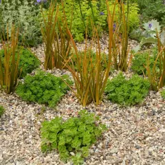 Giardino con ghiaia fai da te: piante verdi e arancioni su un letto di sassolini colorati, un'oasi di pace.