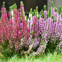 Fiori da piantare a settembre: un cespuglio di erica rosa e viola su un prato verde bagnato.