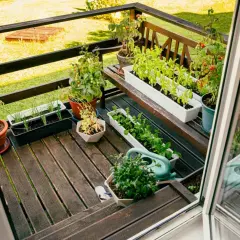Balcone con vasi di piante aromatiche: basilico, pomodori, cipolle e altre verdure. Un elenco di piante aromatiche da coltivare in vaso.