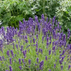 Un cespuglio rigoglioso di lavanda viola, con steli verdi e fiori profumati. Per sapere come curare la lavanda, osserva la sua salute e la fioritura.