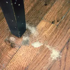 Segni di un tarlo adulto: polvere fine e detriti sul parquet vicino alla gamba di un mobile scuro.