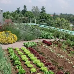 Un rigoglioso orto in giardino, con file ordinate di lattuga, cipolle e altre verdure, circondato da fiori gialli e lavanda.