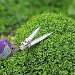 Mano guantata in viola che effettua il taglio siepi su un cespuglio verde e folto.