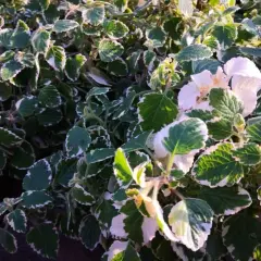 Pianta incenso inverno con foglie verdi e bordi bianchi, alcuni fiori bianchi sbocciano tra il fogliame.