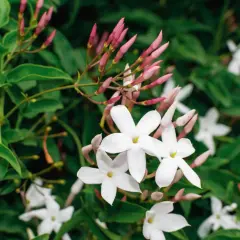 Fiori bianchi e boccioli rosa annunciano quando fiorisce il gelsomino, con foglie verdi lussureggianti.