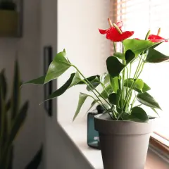 Anthurium rosso brillante su davanzale, con foglie verdi lussureggianti. Questa pianta d'appartamento può stare fuori in un luogo protetto.