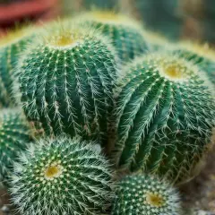 Un gruppo di piante grasse tondeggianti, con spine bianche e un ciuffo giallo in cima, pronte per sapere quando rinvasare le piante grasse.