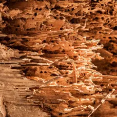 Legno tarlato, con gallerie e buchi che ne mostrano il significato di rovina e decadenza.