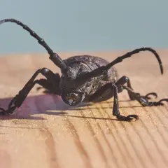Un tarlo capricorno con lunghe antenne si muove su una superficie di legno.