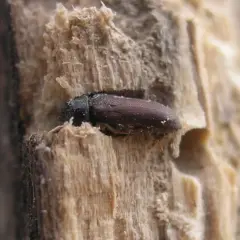 Un piccolo tarlo morto, rimasto intrappolato nel legno in casa, con il suo corpo scuro e le venature del legno che lo circondano.