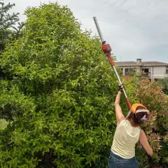 Donna con tagliasiepi allunga il braccio per potare un folto arbusto verde. È il momento giusto quando tagliare la siepe per mantenerla ordinata.
