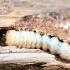 Larva di tarlo che si fa strada nel legno, mostrando come arrivano i tarli in casa.