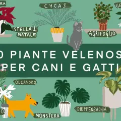 Illustrazione di piante velenose per cani e gatti: edera, stella di Natale, agrifoglio, oleandro, monstera, dieffenbachia, aloe vera, giglio, gelsomino, cycas.