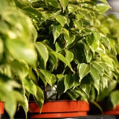 Fogli verdi e variegati di un ficus benjamin in vaso, con luce solare che illumina le foglie.