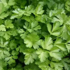 Foglie verdi e ricce di prezzemolo fresco, pronte per essere raccolte. Un ottimo momento quando si semina il prezzemolo per avere un raccolto abbondante.