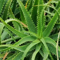 Primo piano di una rigogliosa aloe pianta, nota per le sue proprietà benefiche e la facile cura. Le foglie verdi e carnose sono bordate da piccole spine.