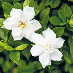 Fiori di giugno bianchi e profumati, con petali vellutati e pistilli dorati, circondati da foglie verdi lucide.