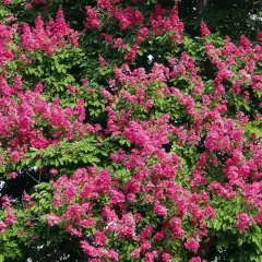Fioritura rosa acceso su fogliame verde intenso. Queste piante che non hanno bisogno di acqua prosperano con poca irrigazione, un vero spettacolo naturale.