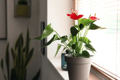 Anthurium rosso brillante su davanzale, con foglie verdi lussureggianti. Questa pianta d'appartamento può stare fuori in un luogo protetto.