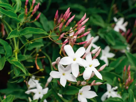 Quando fiorisce il gelsomino? Mesi, specie e cure utili