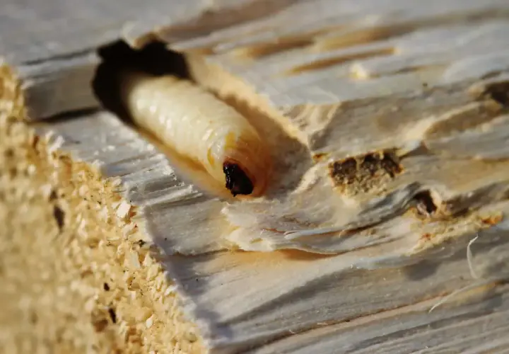 Larva di tarlo del legno, con la sua testa scura visibile, si muove in un tunnel scavato nel legno. Le dimensioni della larva sono evidenti nel confronto con il tunnel.