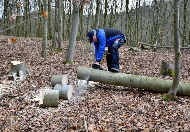 Uomo con motosega che taglia un tronco d'albero a terra, dimostrando come abbattere un albero. Tronchi tagliati e segatura sul terreno coperto di foglie.