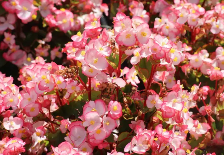 Un tripudio di fiori rosa e bianchi, con petali delicati e centri gialli. Diversi tipi di begonie creano un tappeto colorato e vivace.