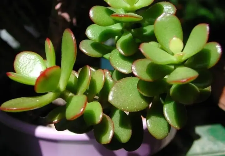 Piante grasse da interno nomi: una succulenta Crassula ovata con foglie carnose verdi bordate di rosso, in vaso viola.