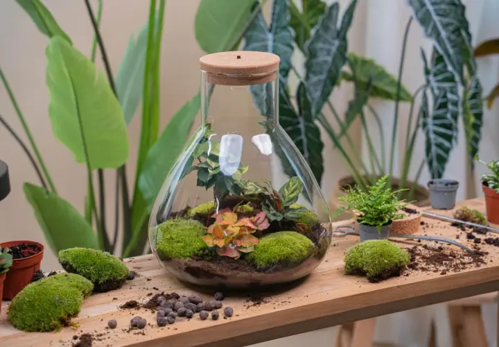 Un terrario fai da te in una grande fiasca di vetro con piante verdi, muschio e terra.