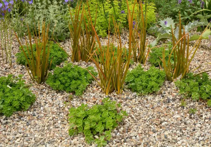 Giardino con ghiaia fai da te: piante verdi e arancioni su un letto di sassolini colorati, un'oasi di pace.