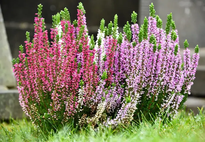 Fiori da piantare a settembre: un cespuglio di erica rosa e viola su un prato verde bagnato.