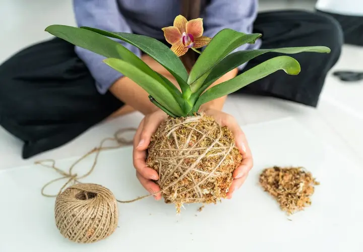 Mani che creano un kokedama, una palla di muschio e terra con un'orchidea, mostrando come si fa.