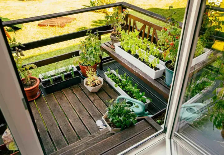 Balcone con vasi di piante aromatiche: basilico, pomodori, cipolle e altre verdure. Un elenco di piante aromatiche da coltivare in vaso.