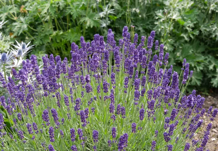 Un cespuglio rigoglioso di lavanda viola, con steli verdi e fiori profumati. Per sapere come curare la lavanda, osserva la sua salute e la fioritura.