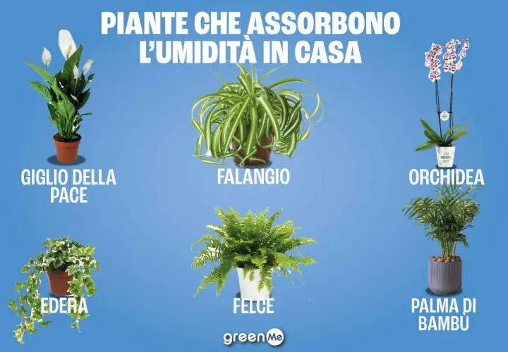 Giglio della pace, falangio, orchidea, edera, felce e palma di bambù: piante che assorbono umidità in casa.