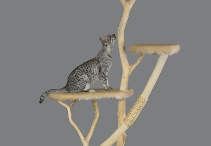 Gatto maculato su un tiragraffi per gatti fai da te, con piattaforme in legno e finta pelliccia.