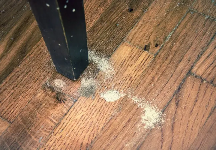 Segni di un tarlo adulto: polvere fine e detriti sul parquet vicino alla gamba di un mobile scuro.