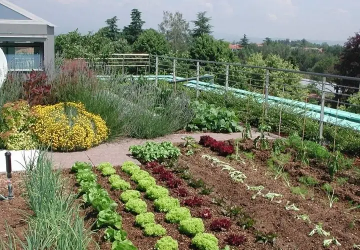 Un rigoglioso orto in giardino, con file ordinate di lattuga, cipolle e altre verdure, circondato da fiori gialli e lavanda.