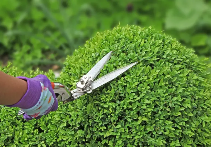 Mano guantata in viola che effettua il taglio siepi su un cespuglio verde e folto.