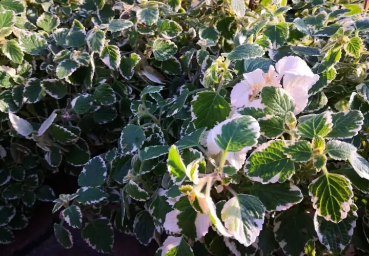 Pianta incenso inverno con foglie verdi e bordi bianchi, alcuni fiori bianchi sbocciano tra il fogliame.