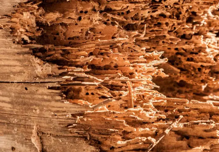Legno tarlato, con gallerie e buchi che ne mostrano il significato di rovina e decadenza.