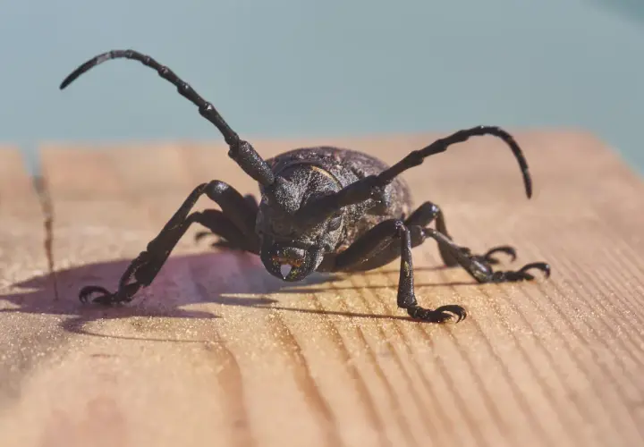 Un tarlo capricorno con lunghe antenne si muove su una superficie di legno.