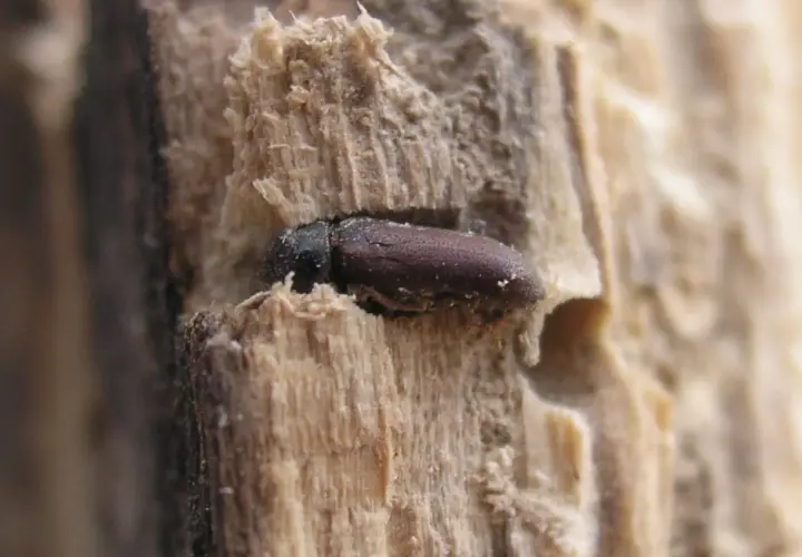Un piccolo tarlo morto, rimasto intrappolato nel legno in casa, con il suo corpo scuro e le venature del legno che lo circondano.