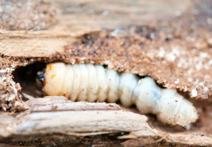 Larva di tarlo che si fa strada nel legno, mostrando come arrivano i tarli in casa.